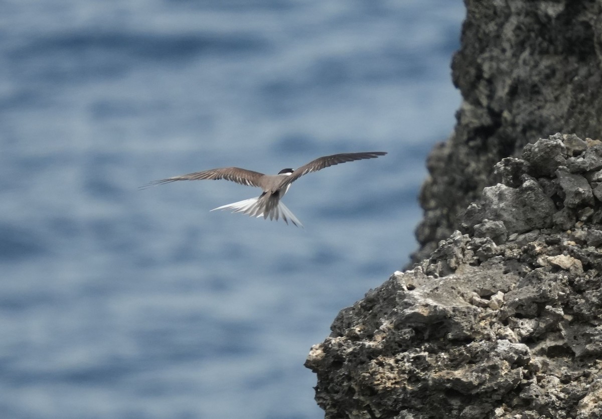 Bridled Tern - ML620006319