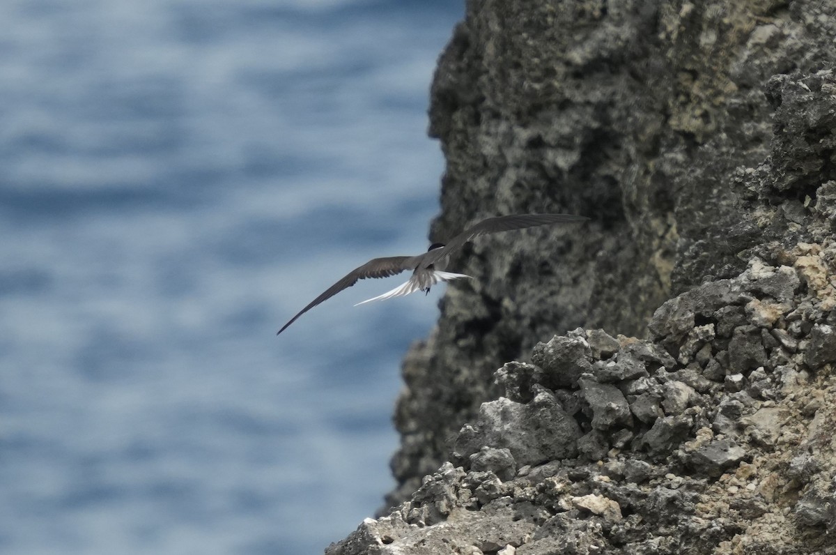 Bridled Tern - ML620006320