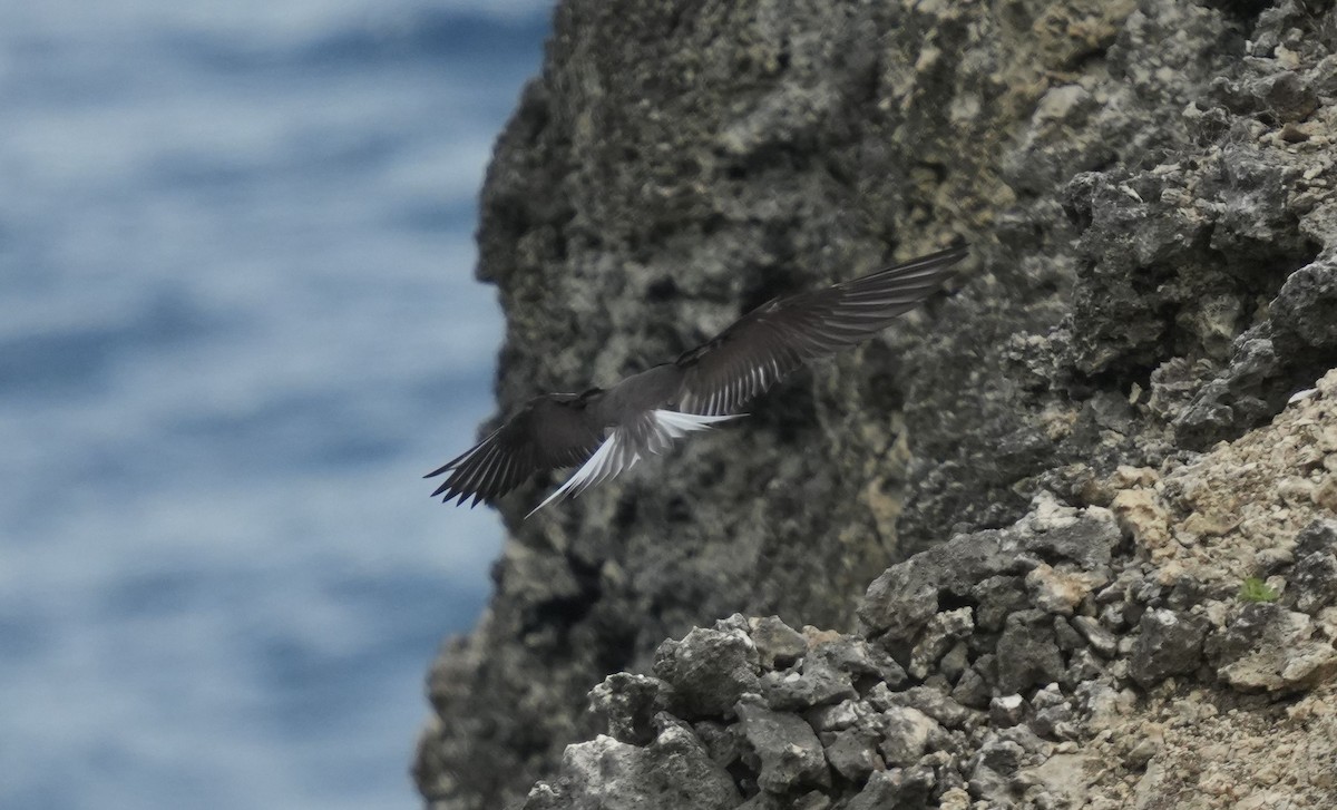 Bridled Tern - ML620006322