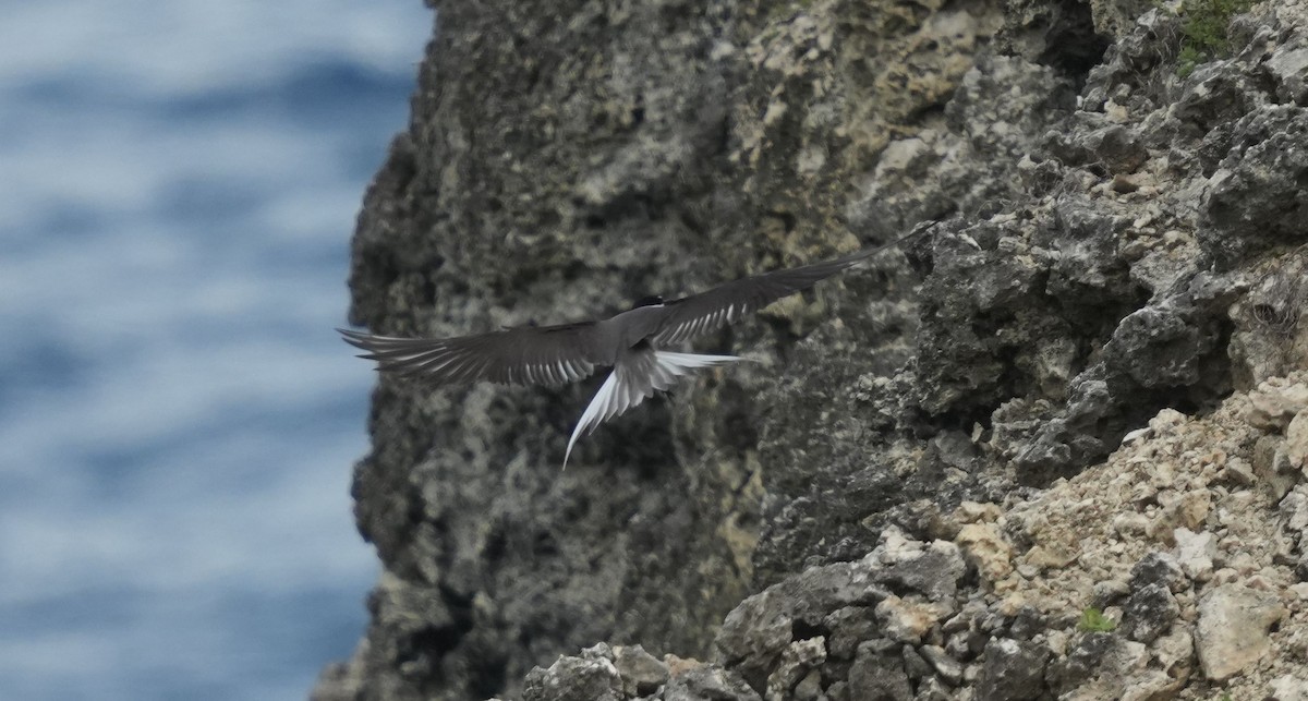 Bridled Tern - ML620006324