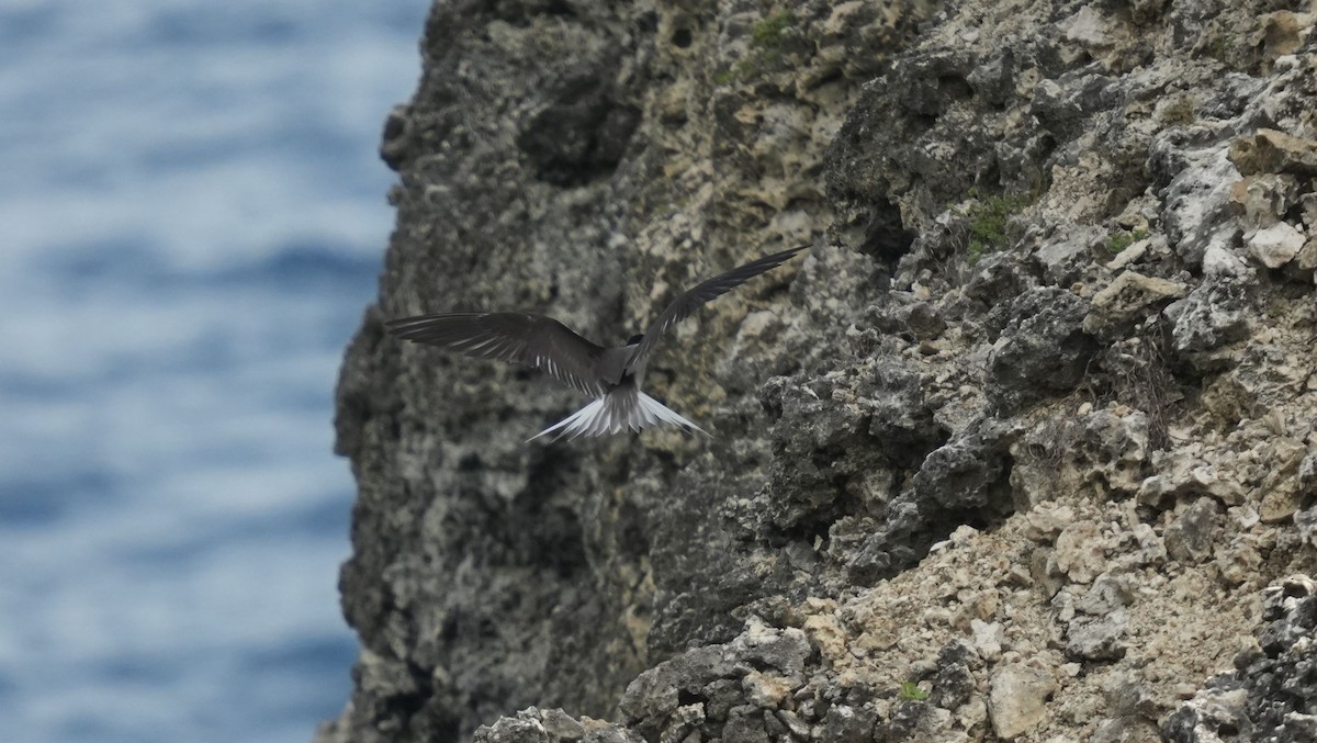 Bridled Tern - ML620006327