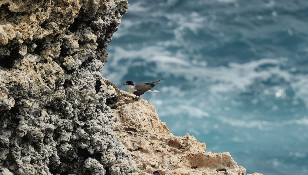 Bridled Tern - ML620006329