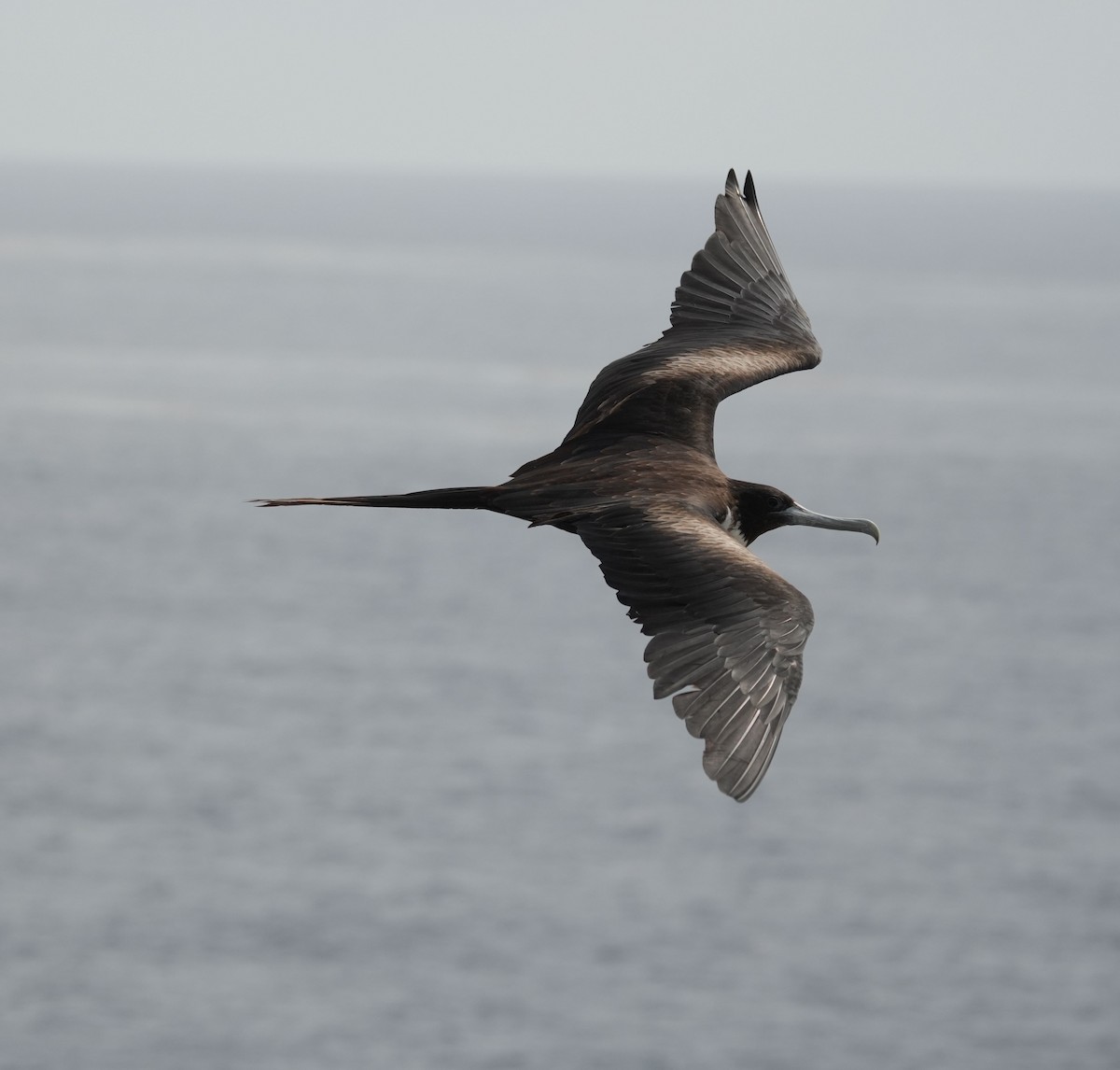 Magnificent Frigatebird - ML620006347