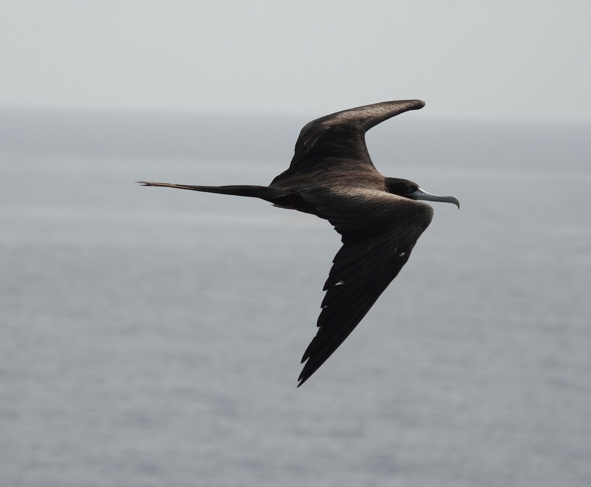 Magnificent Frigatebird - ML620006352