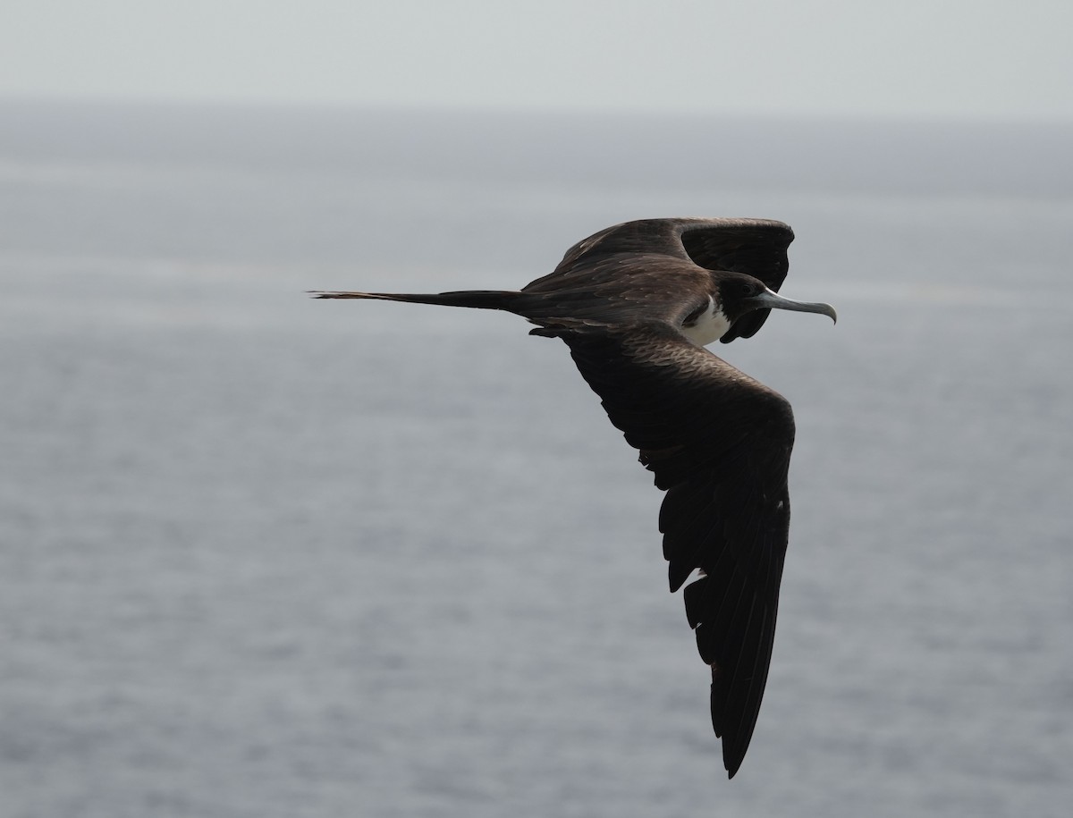 Magnificent Frigatebird - ML620006353