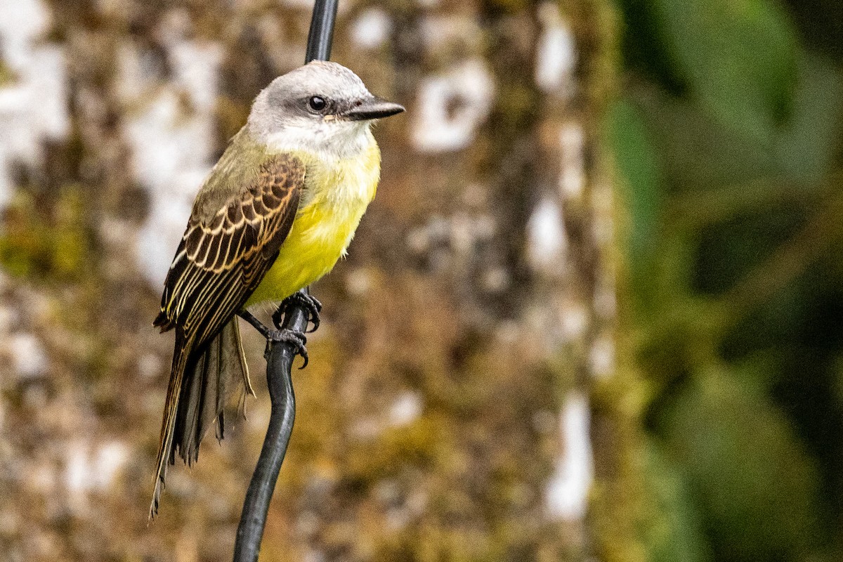 Tropical Kingbird - ML620006362