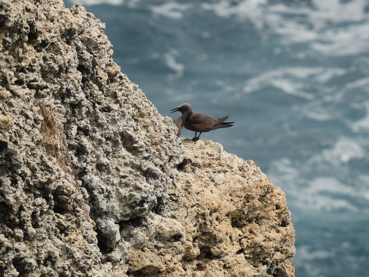 Brown Noddy - ML620006367