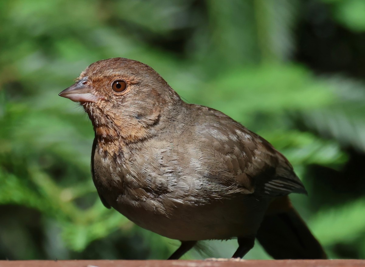 California Towhee - ML620006373