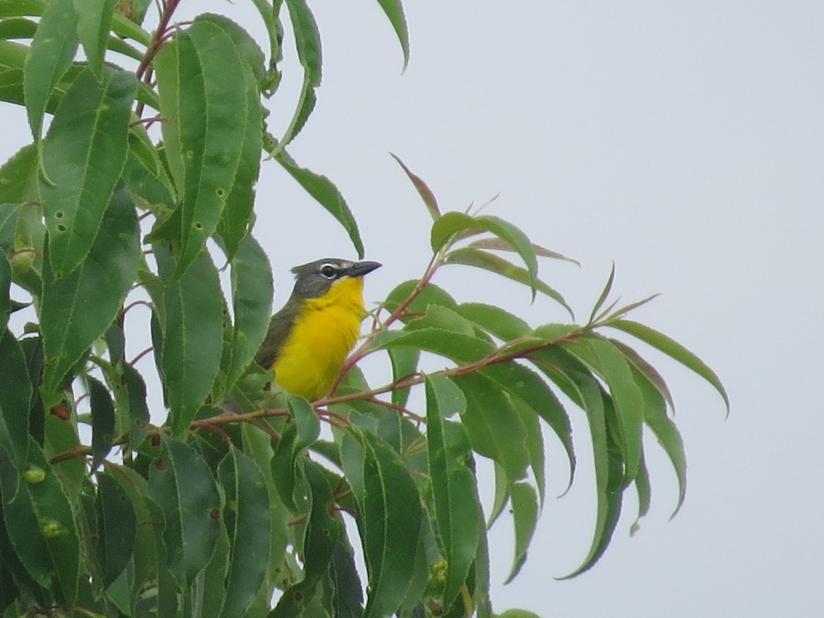 Yellow-breasted Chat - ML620006374