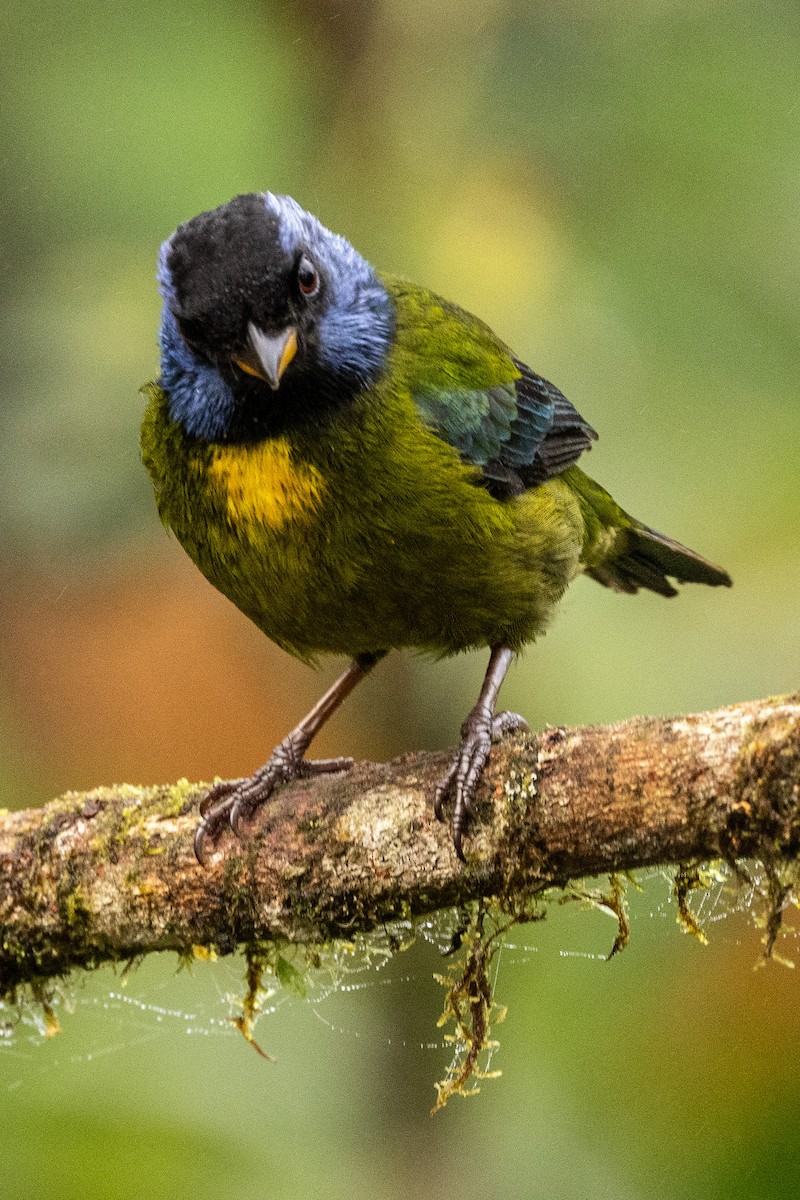 Moss-backed Tanager - ML620006382