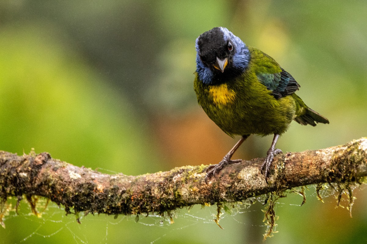 Moss-backed Tanager - ML620006384