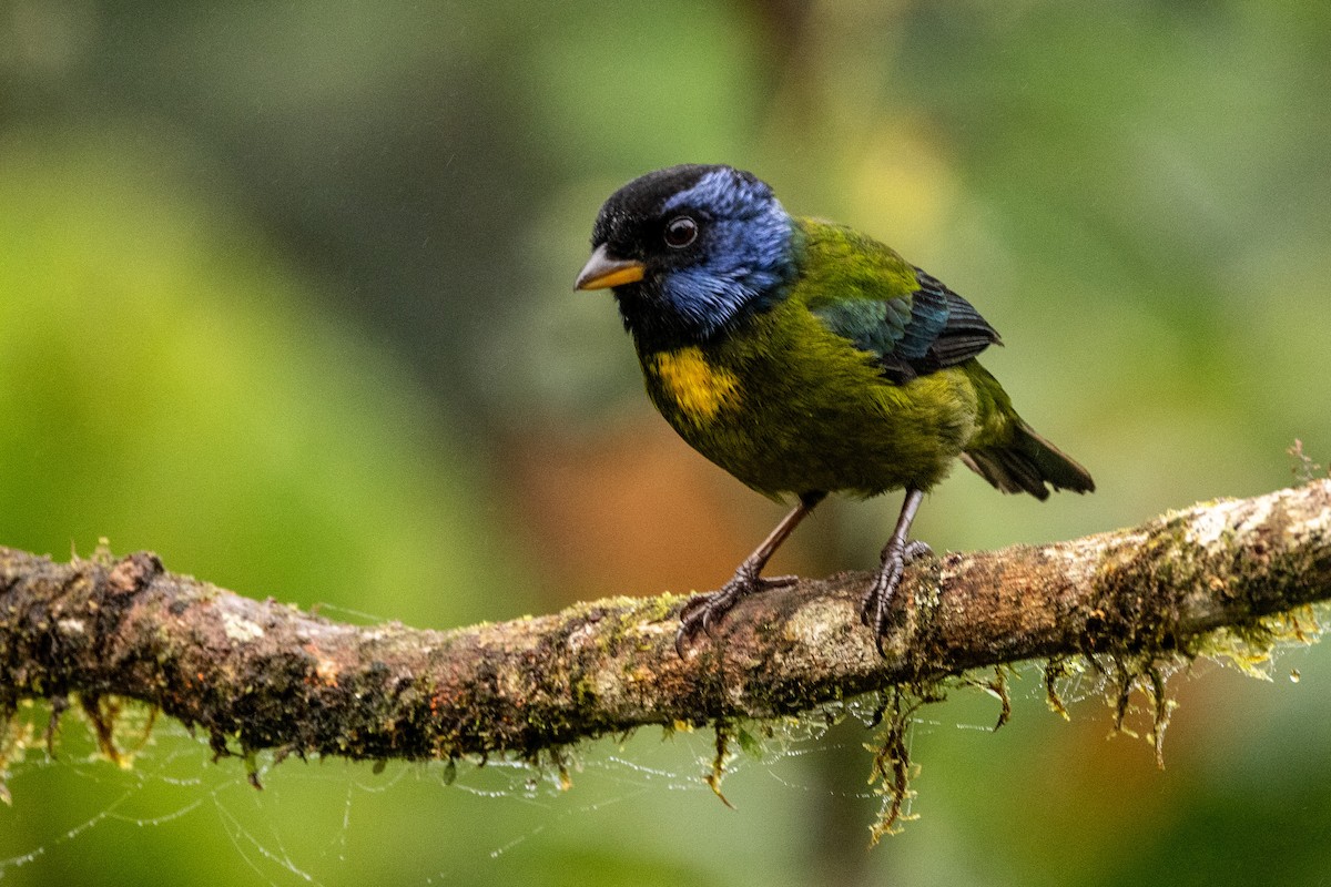 Moss-backed Tanager - ML620006385
