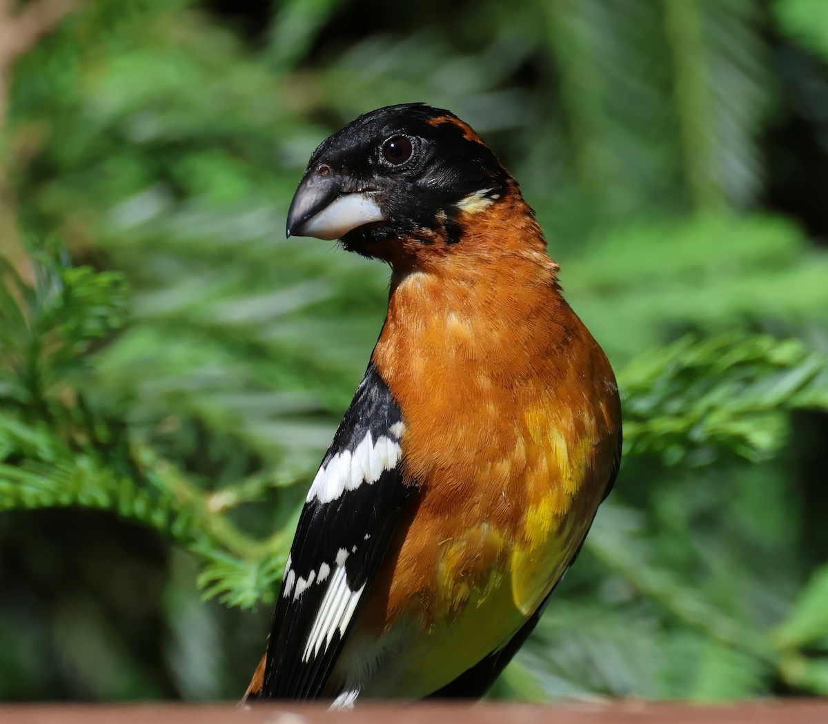 Black-headed Grosbeak - ML620006386