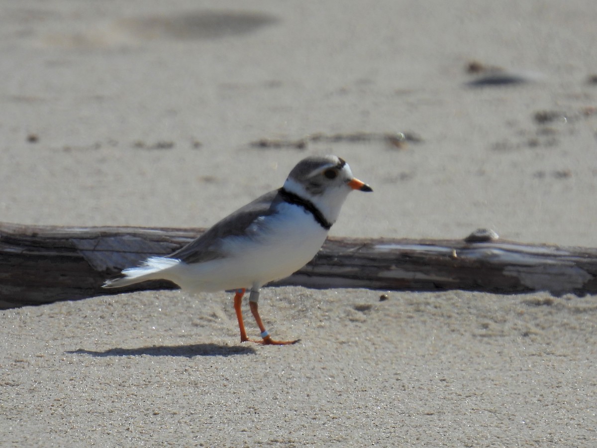 Piping Plover - ML620006388