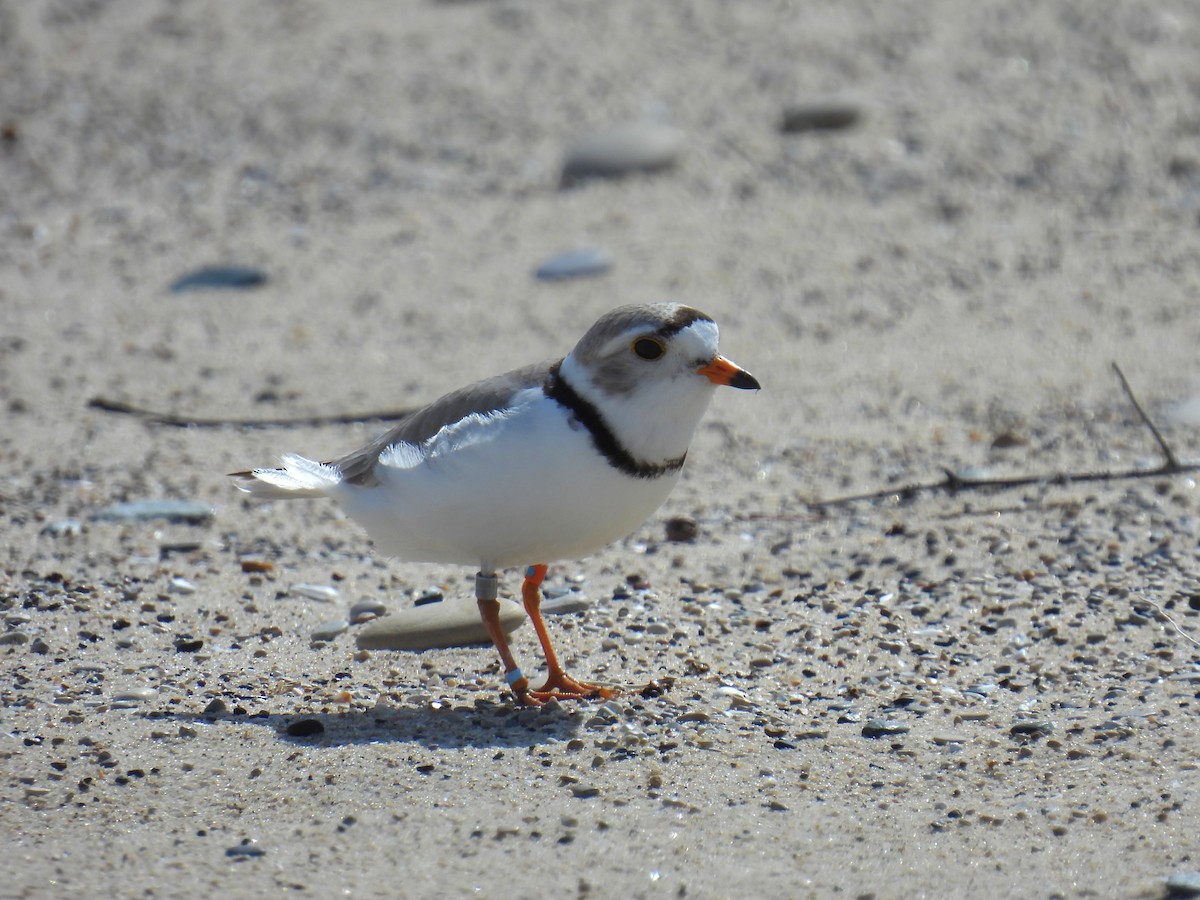 Piping Plover - ML620006390