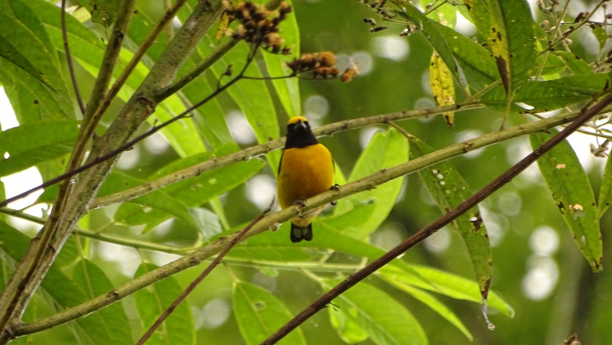 Orange-bellied Euphonia - ML620006392