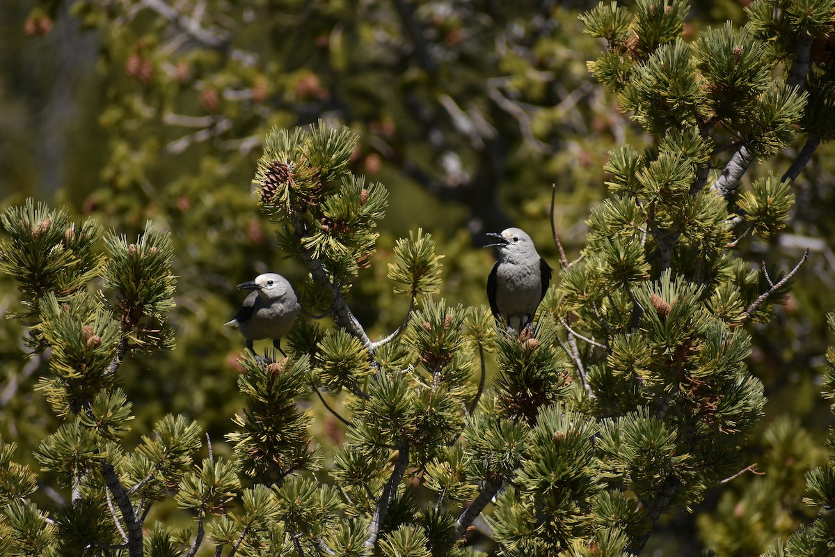 Clark's Nutcracker - ML620006401