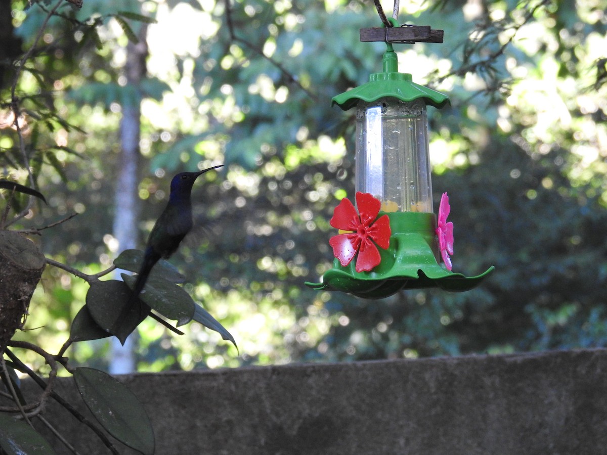 Colibrí Golondrina - ML620006410