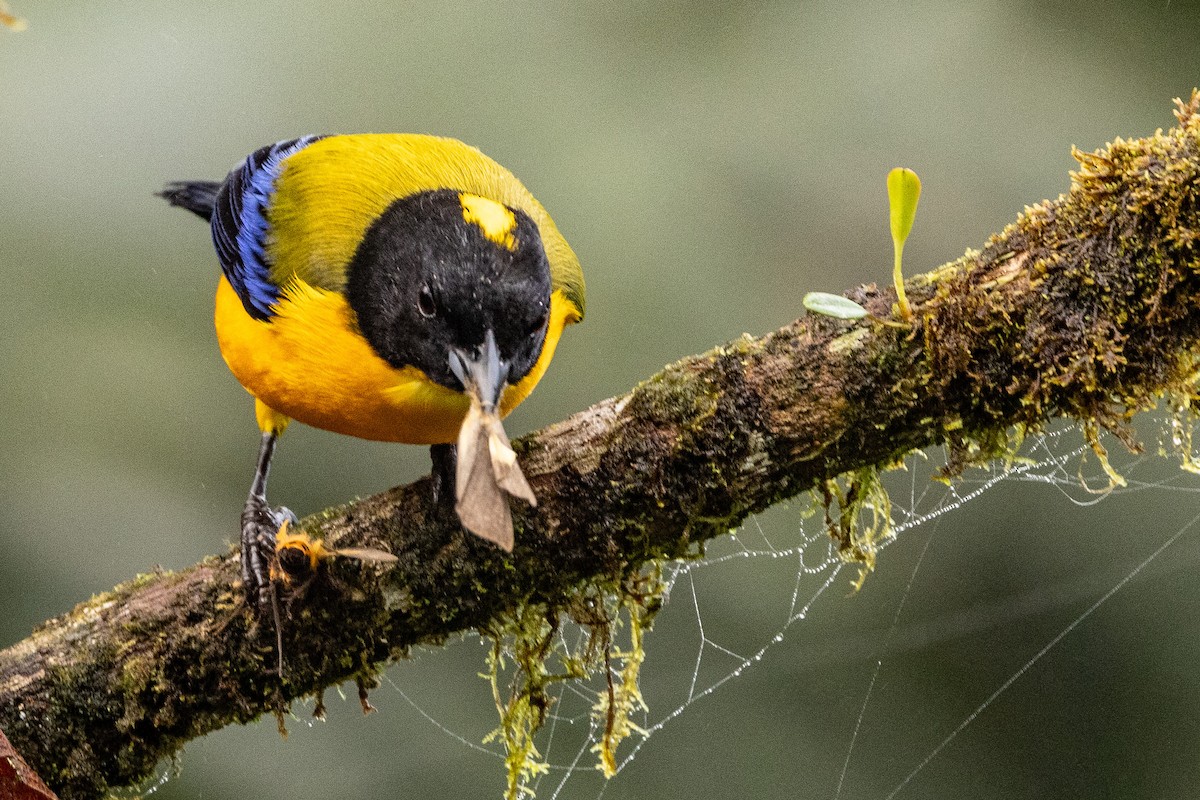 Black-chinned Mountain Tanager - ML620006411