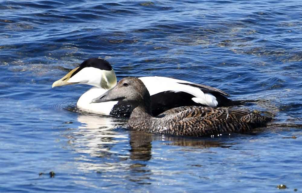 Common Eider - ML620006417