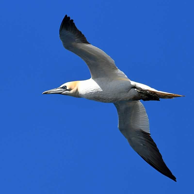 Northern Gannet - ML620006431