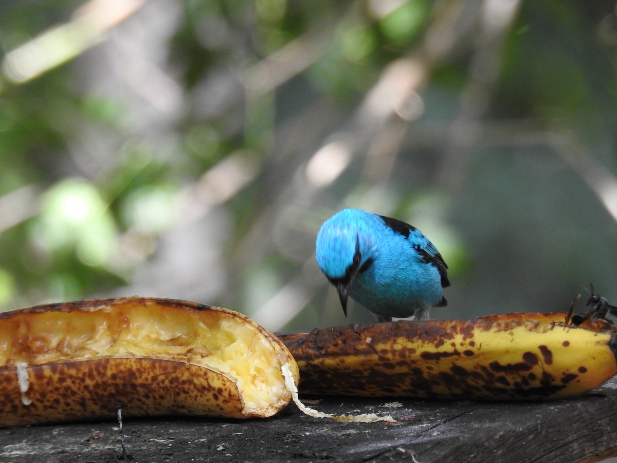 Blue Dacnis - ML620006432