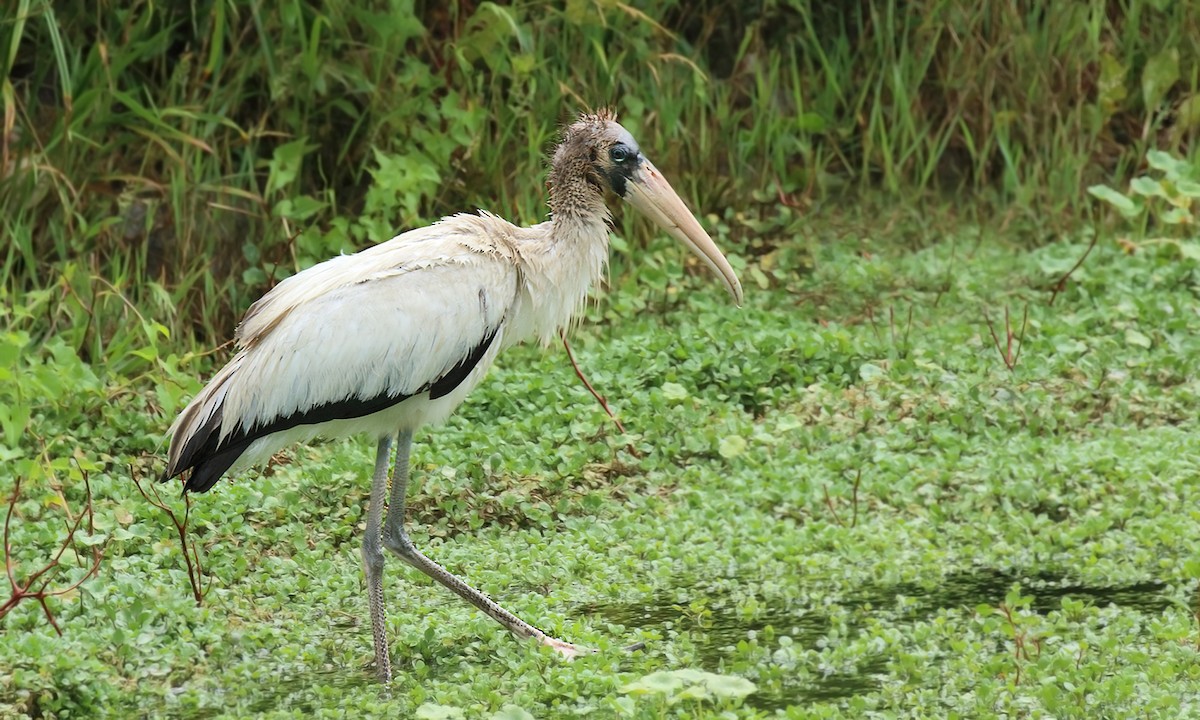 Wood Stork - ML620006434