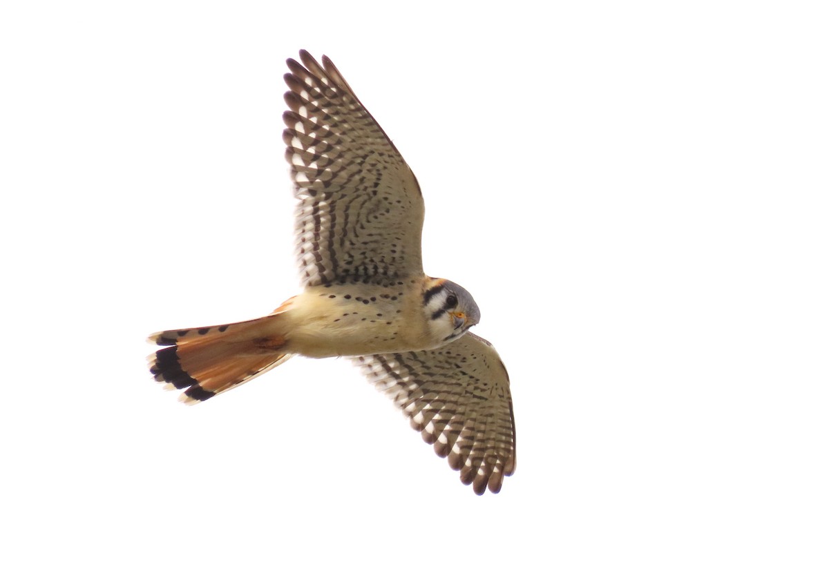 American Kestrel - ML620006437