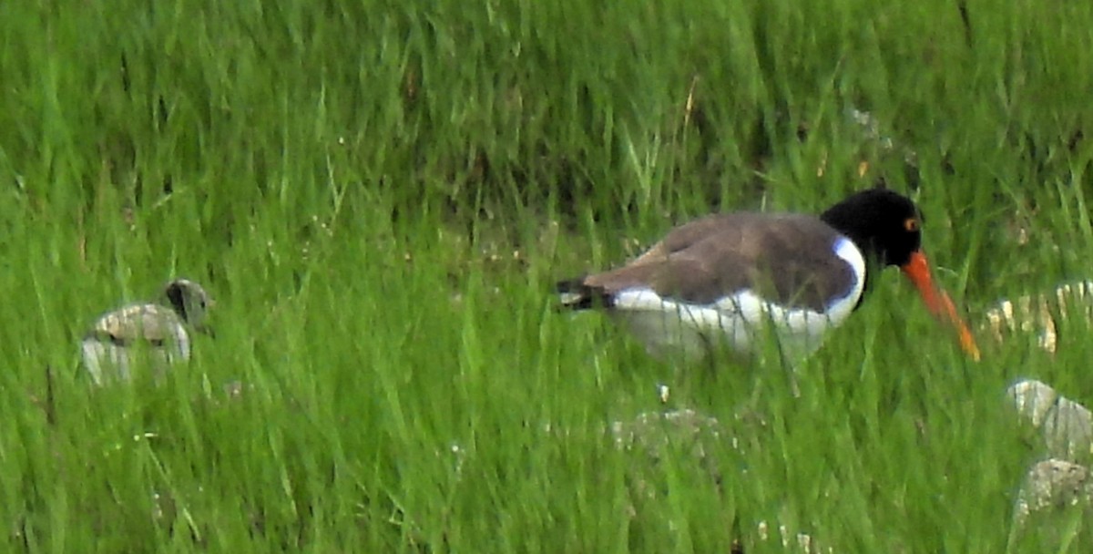 American Oystercatcher - ML620006440