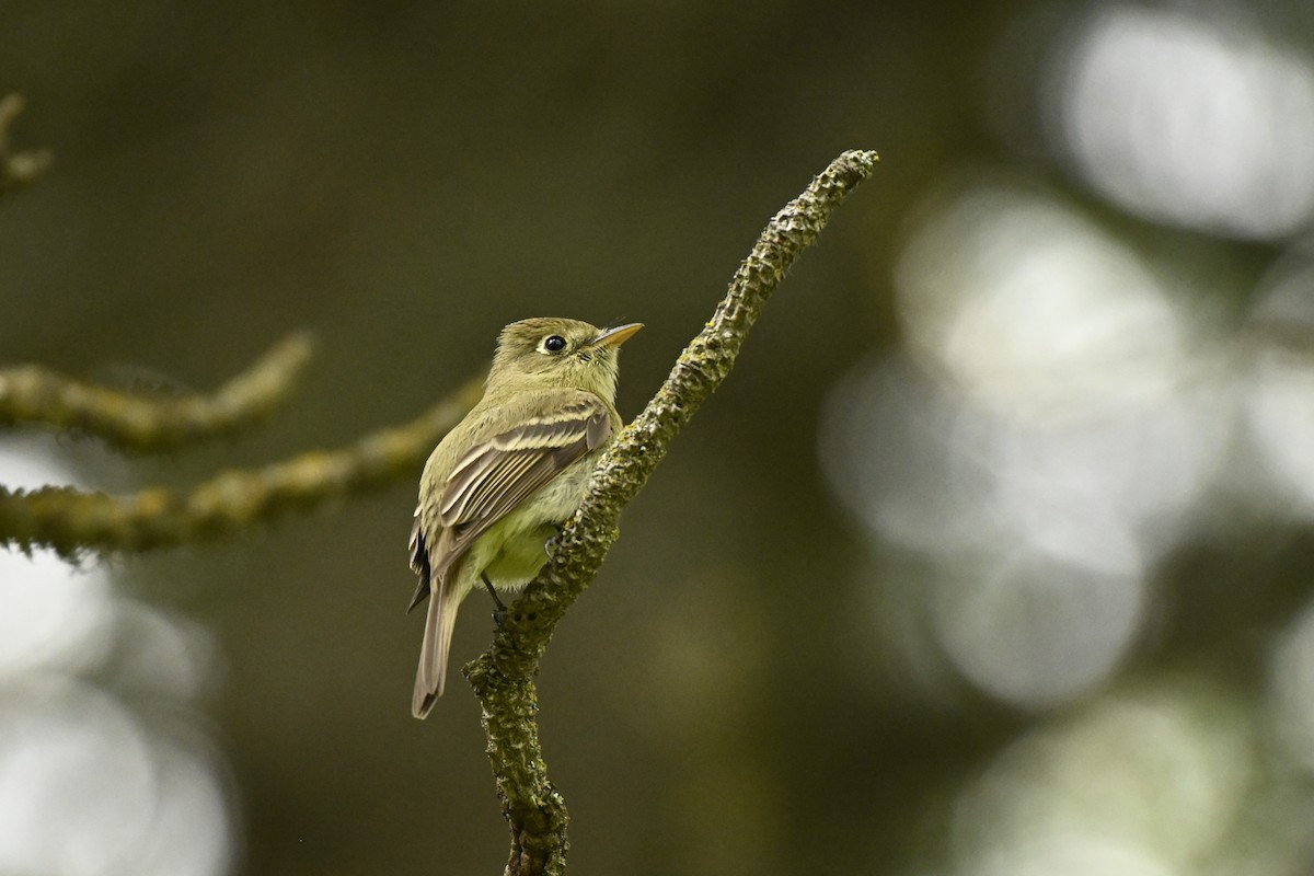 Western Flycatcher - ML620006445