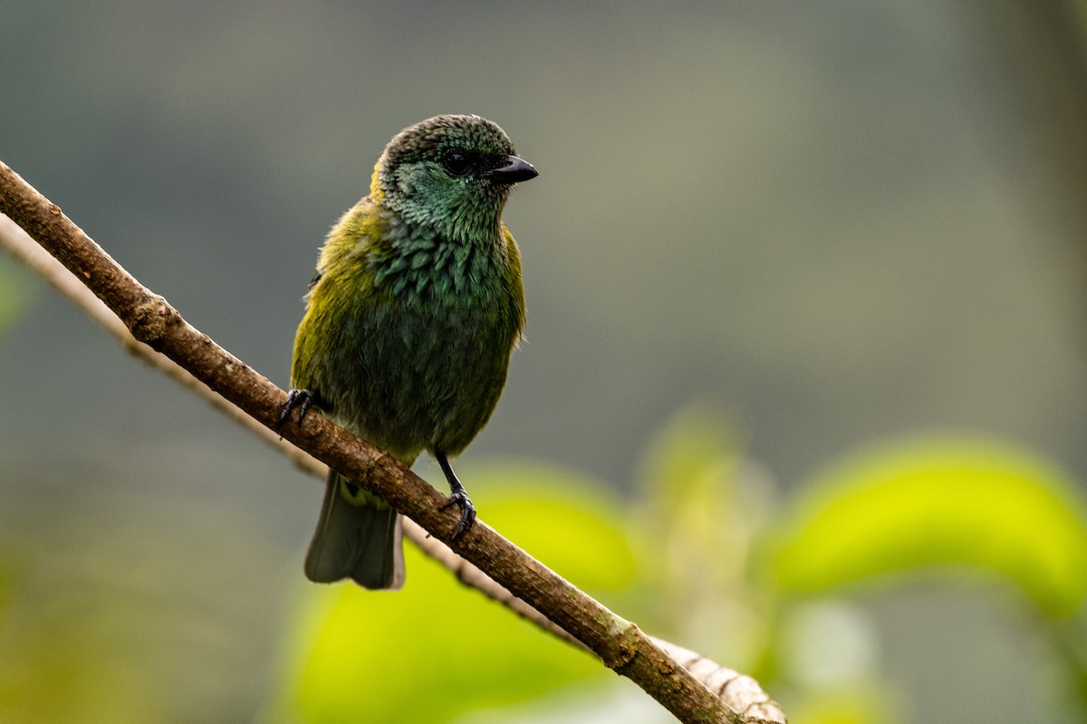 Black-capped Tanager - ML620006449