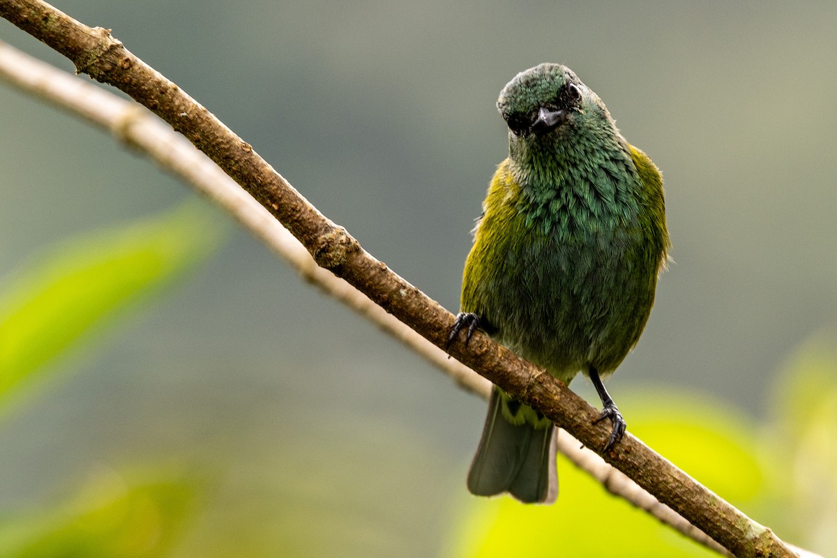 Black-capped Tanager - ML620006450