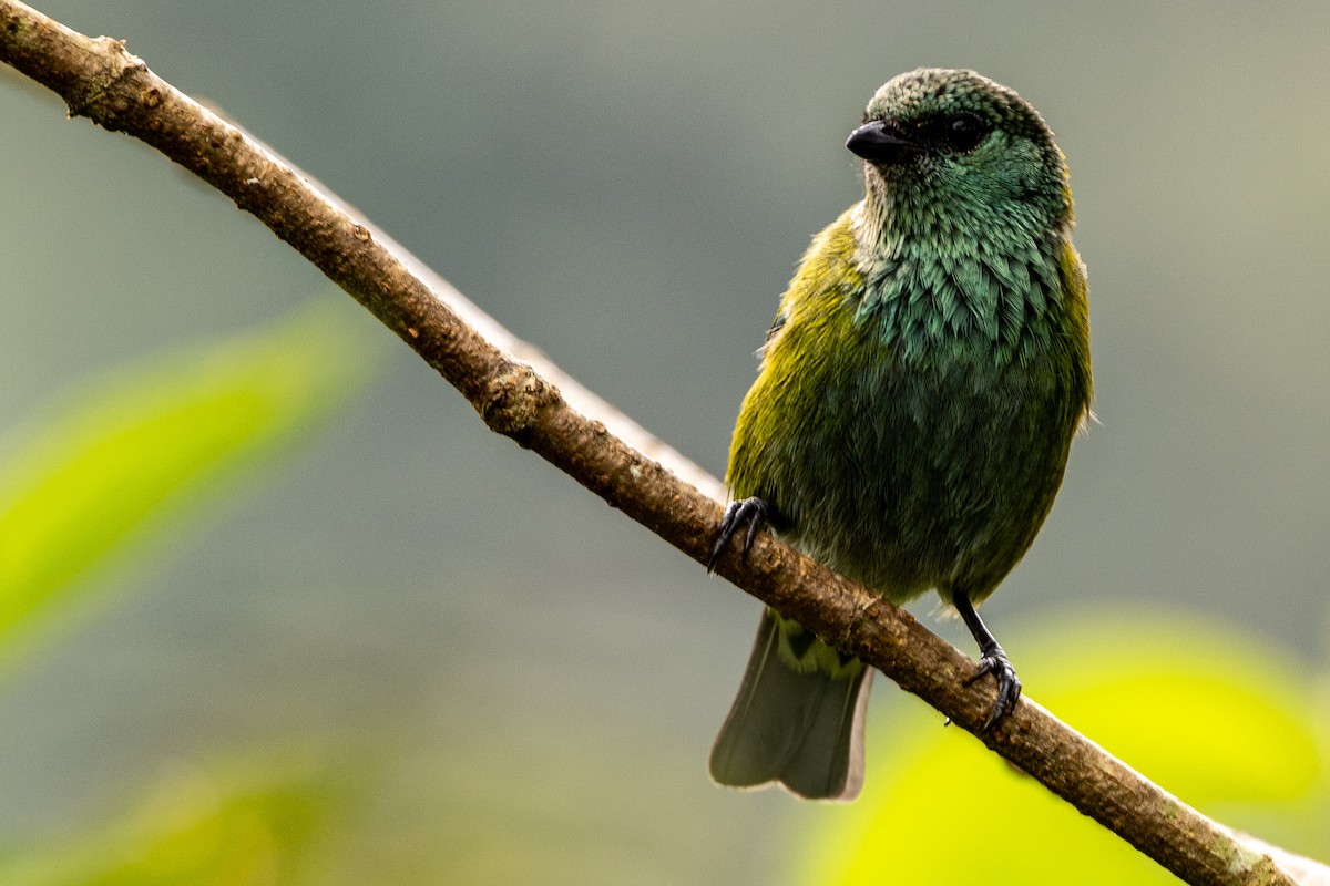 Black-capped Tanager - ML620006451