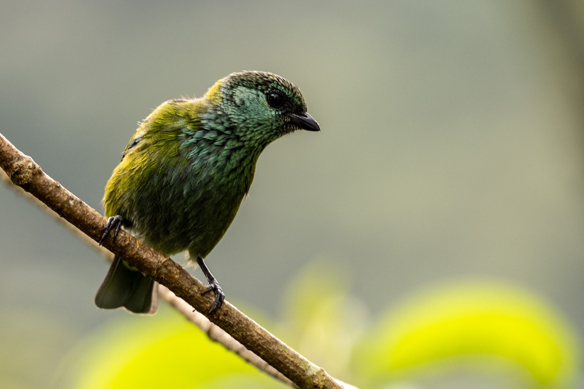Black-capped Tanager - ML620006452