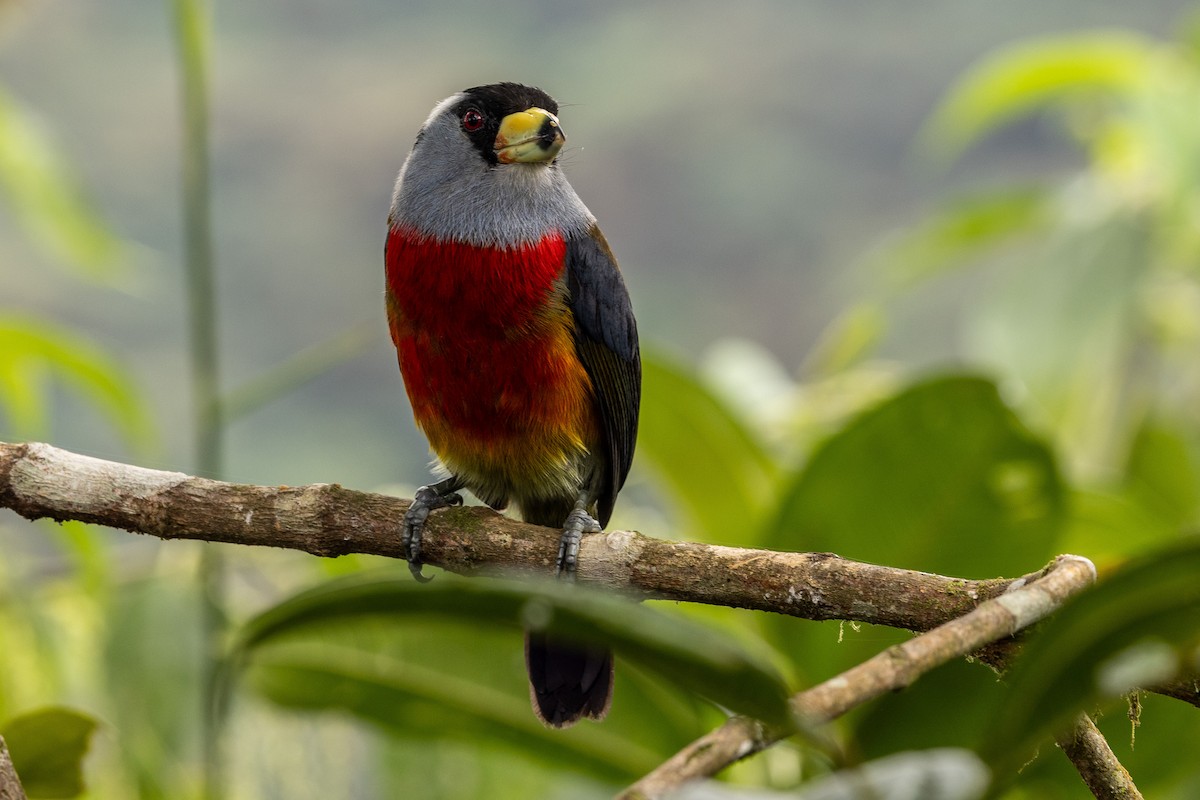 Toucan Barbet - ML620006460