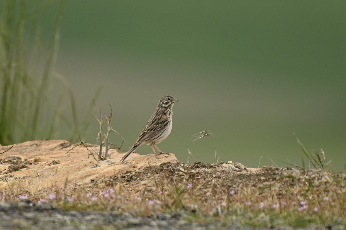 Vesper Sparrow - Cameron Heusser