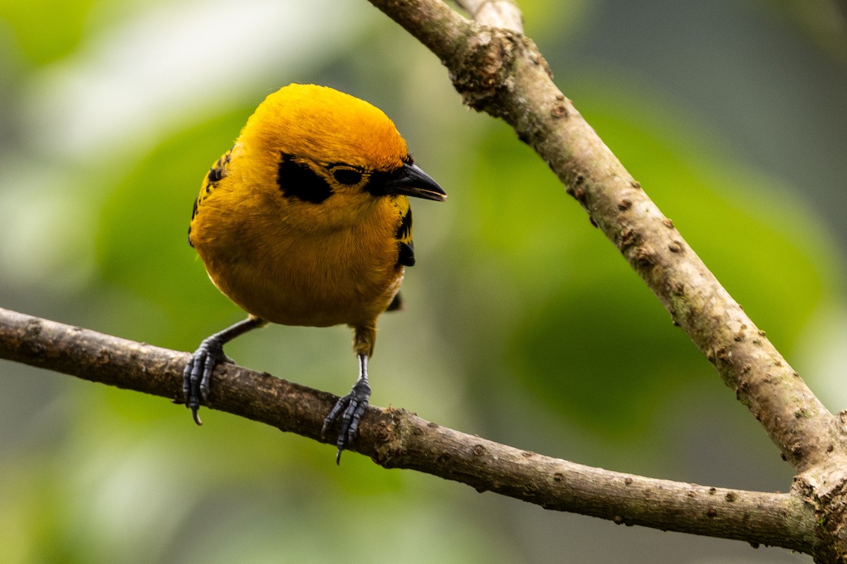 Golden Tanager - ML620006472