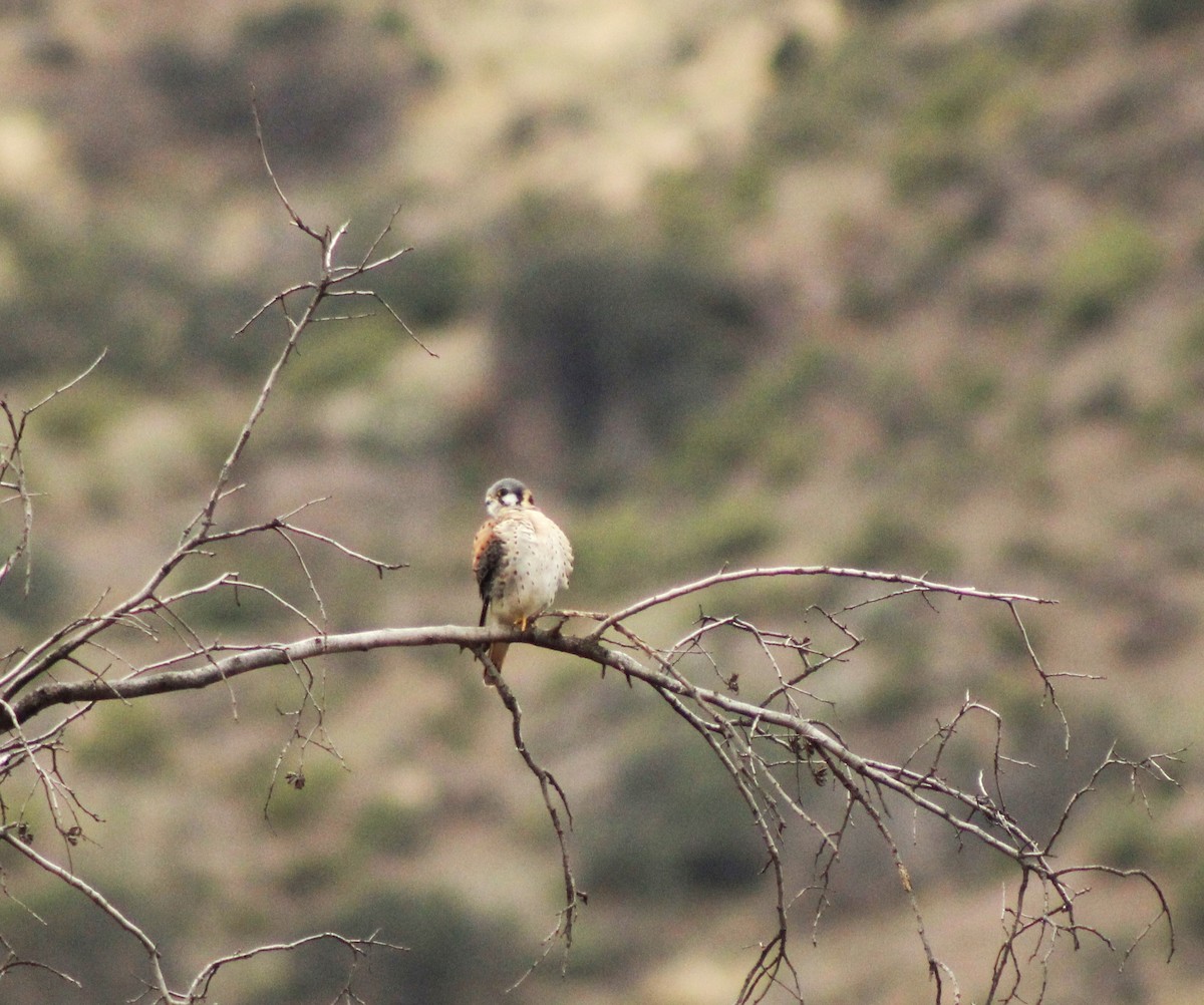 American Kestrel - ML620006473