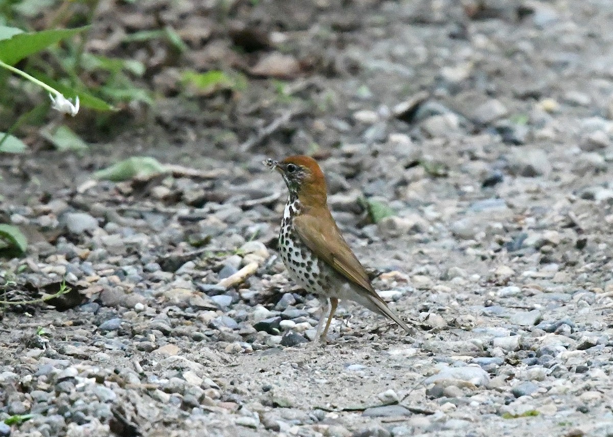 Wood Thrush - ML620006476