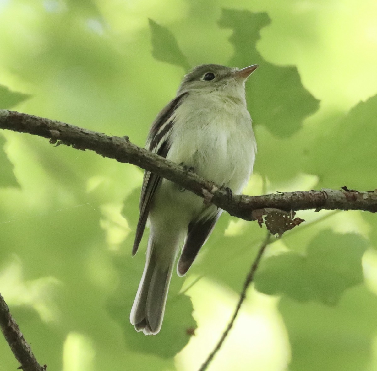 Acadian Flycatcher - ML620006490