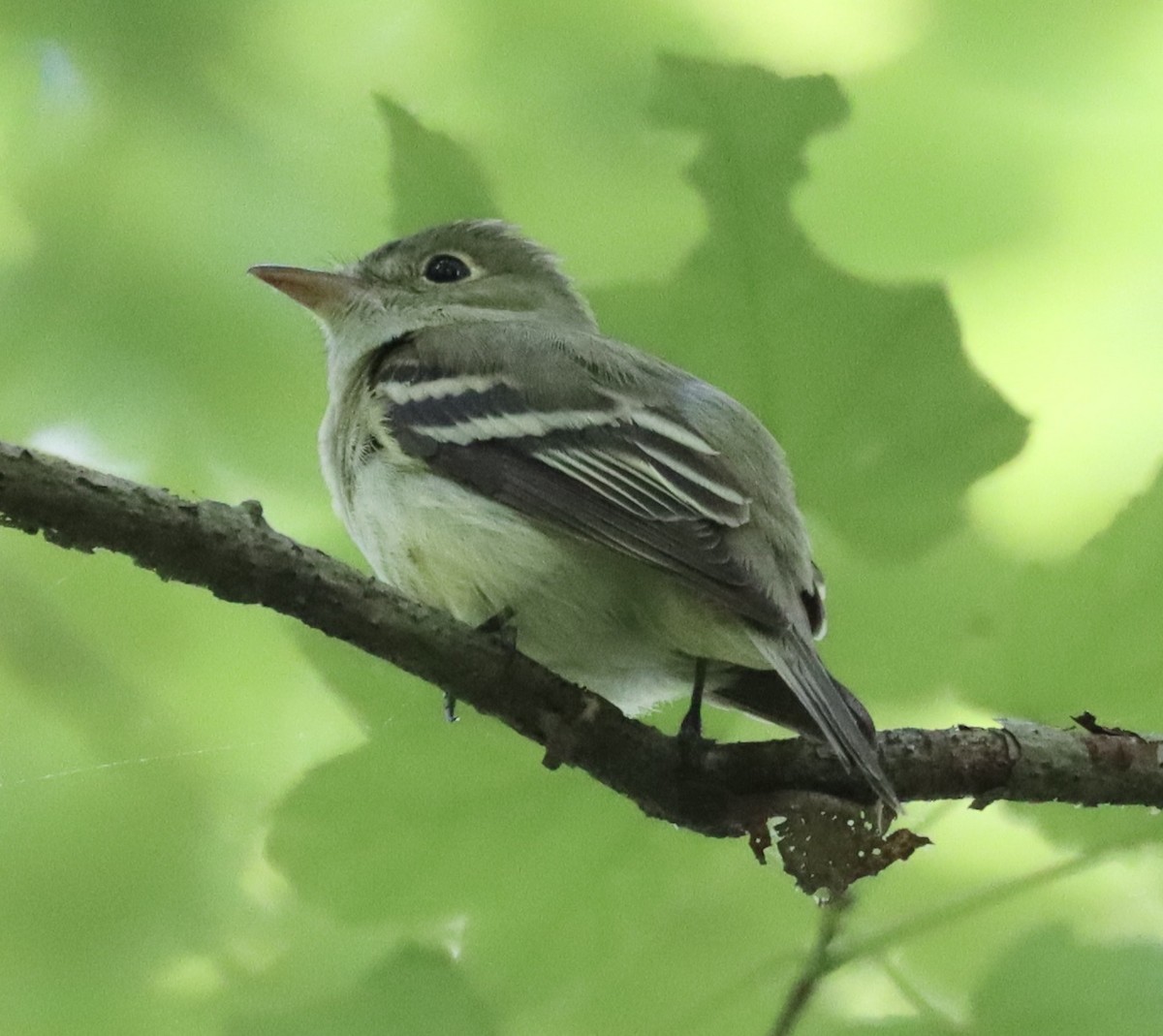 Acadian Flycatcher - ML620006491