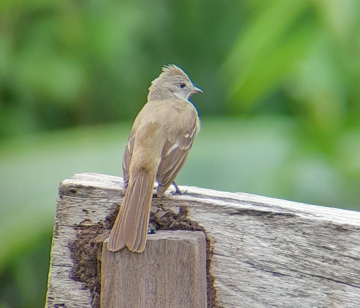 Yellow-bellied Elaenia - Alexander Osorio