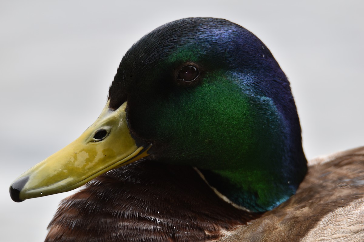 Mallard - ML620006497