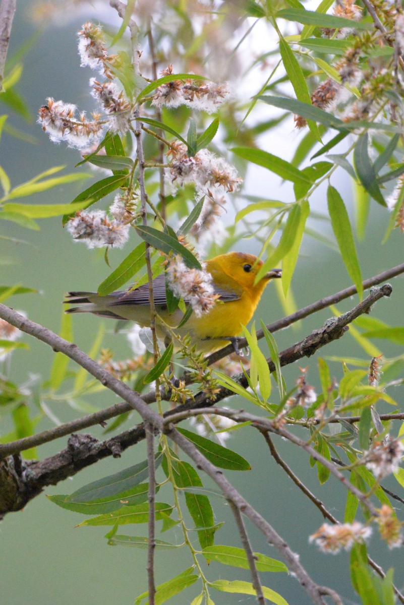 Prothonotary Warbler - ML620006498