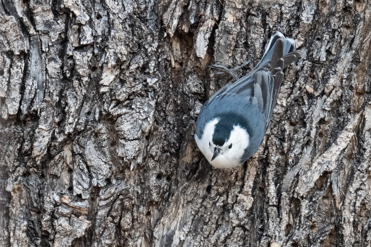 White-breasted Nuthatch - ML620006499