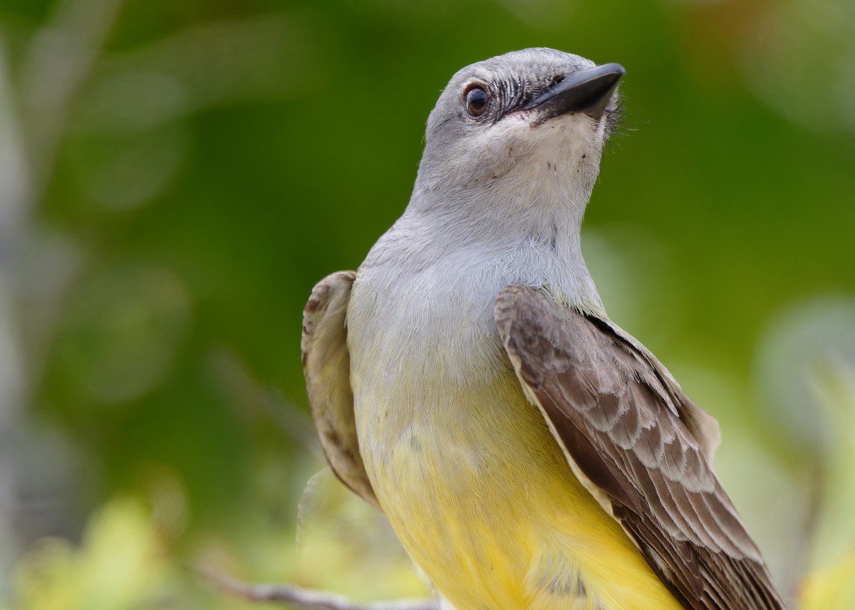 Western Kingbird - ML620006515