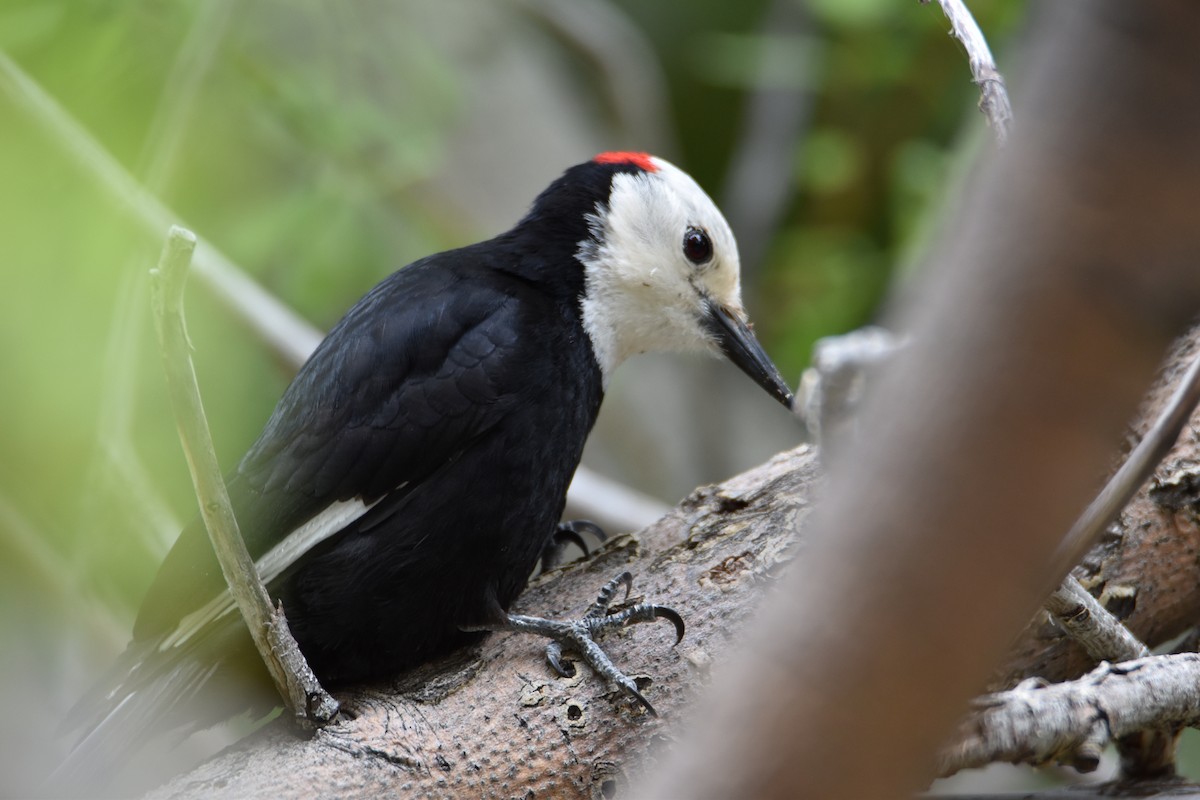 White-headed Woodpecker - ML620006519