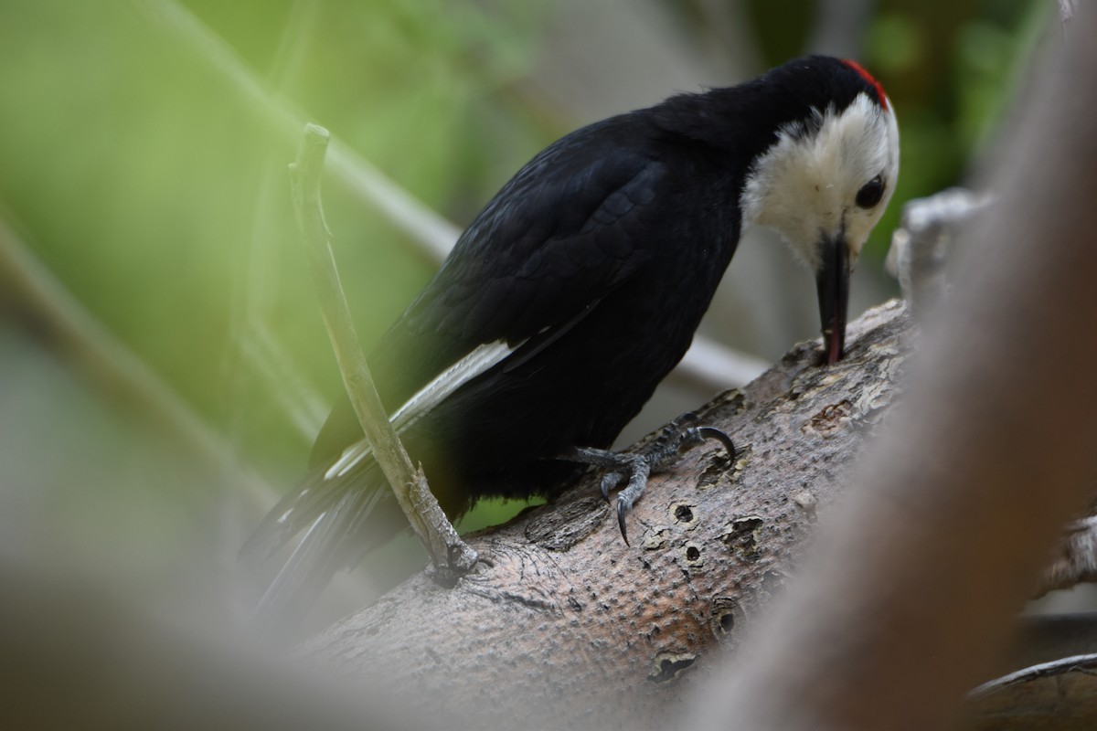 White-headed Woodpecker - ML620006520