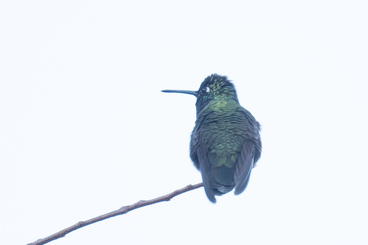 Rivoli's Hummingbird - ML620006524