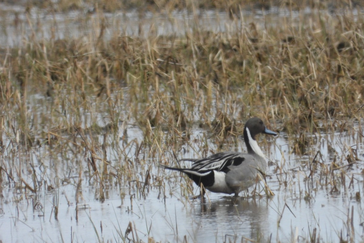 Northern Pintail - ML620006527